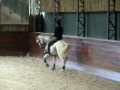 New video- GP lusitano - Dressage horse