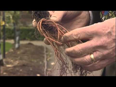how to replant geraniums