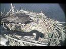 MNSA Osprey-Cam 2nd Hatchling 5/24/08 MNSA Osprey-Cam 2nd Hatchling 5/24/08