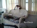 Annoying Kitten