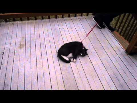 Play YouTube video
