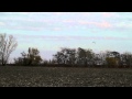 Telelő sasok Békés megyében / Wintering eagles in Hungary (2011.11.10-12.)
