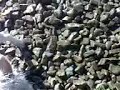 Bax der Rettungsschwimmer!!!