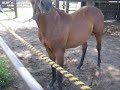 Cria Polo Agentino 1