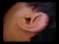 la-morsa.html