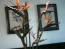 Strelitzia Orchids