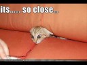 funny cats