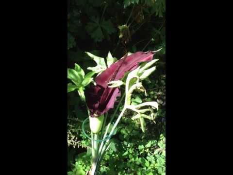 how to grow dracunculus vulgaris
