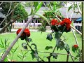 hotel Bandarawela Hotel video