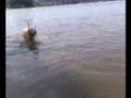 Labrador Retriever video