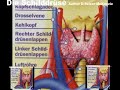Die Schilddrüsse Medizin SelMckenzie Selzer-McKenzie Die Schilddrüsse Medizin SelMckenzie Selzer-McKenzie