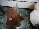 Rowdy Attacks!