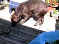 Funny Dog vs. Turtle