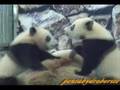 Panda Twin on their mother 双子の子ぱんだ　愛浜　明浜
