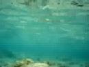 Snorkeling Morrocoy