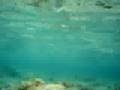 Snorkeling Morrocoy