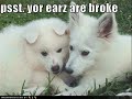 Loldogs : part 3 Loldogs : part 3
