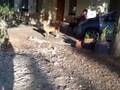 videos de 11 2008 Makura
