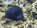 Wrought Iron Butterflyfish, ???? Wrought Iron Butterflyfish, ????
