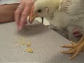 Chicken: The Movie (Trailer)