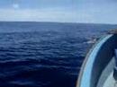 DOLPHINS in CHUUK F.S.M DOLPHINS in CHUUK F.S.M
