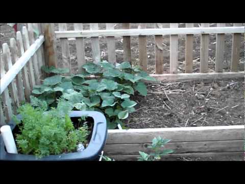 how to care for sweet potato vine