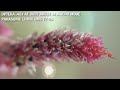 Lumix FZ-28 & HD Opteka .45x Wide Angle Macro Lens