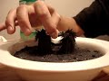 Magnetite Black Sand and Neodymium