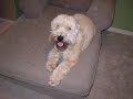 Slideshow Of My Buddy WINSTON the WHEATEN Slideshow Of My Buddy WINSTON the WHEATEN