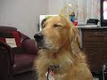 Corey the wonderdog of Quezon City