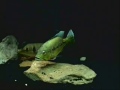 orinocensis spawning behavior