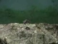 Altolamprologus calvus black http://cmcas.com.br/forum