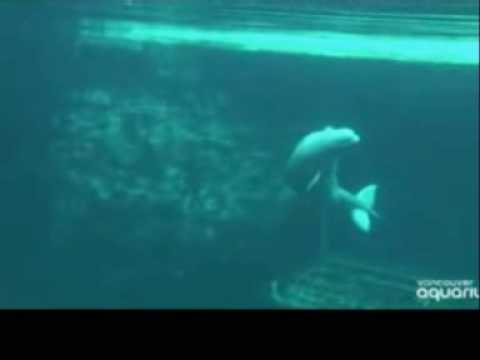 Whale filmed giving birth Video