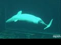 Whale filmed giving birth
