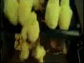 videos de m