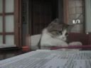 Micia Pettenedda in action