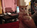 cica maca cica maca