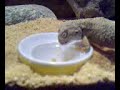 Bartagame Winterschlaf
