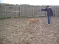 Gypsy the Greyhound
