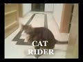 Cat Rider