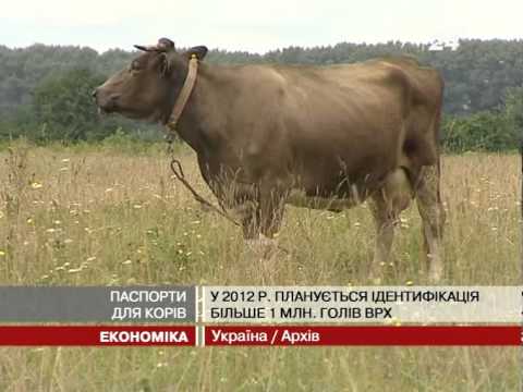 Смотреть видео