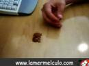 porro veloz porro veloz