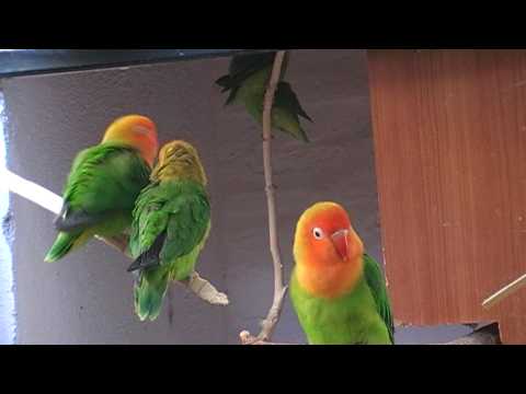 agapornis - Colonia de Agapornis lilianae o de Nyasa. Lilianae (nyasa) lovebirds Nombre científico: Agapornis Lilianae o Nyasa. (Shelley, 1894). Subespecies: No existen....