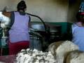 produzione tortillas messicane