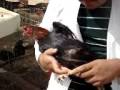 video propedeutica gallos pelea