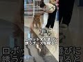 本物の子犬がニセモノロボット犬に遭遇したら？ #面白い#犬 #ロボット