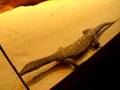 Monitor Lizard at Sydney Wildlife World