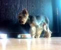 Charlie sn�d�