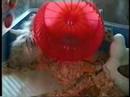 Babyhamster play