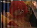Babyhamster play Babyhamster play
